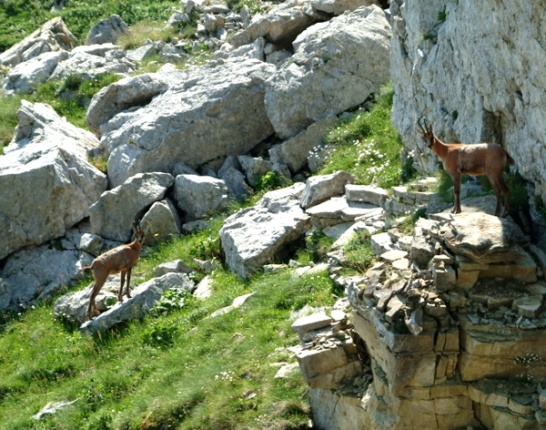 Camoscio d''Abruzzo Rupicapra pyrenaica ornata